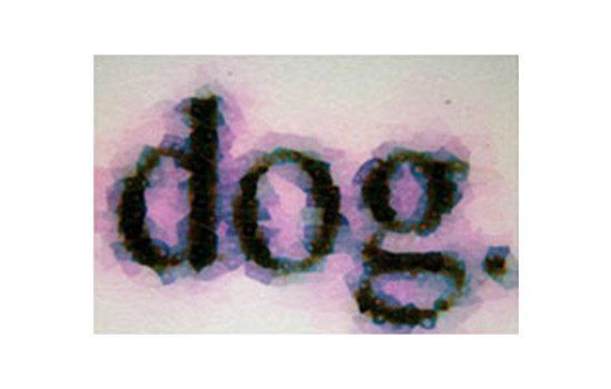 Picture of the word dog