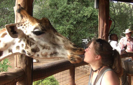 Person kissing Giraffe 