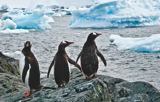 Picture of penguins near iceberg
