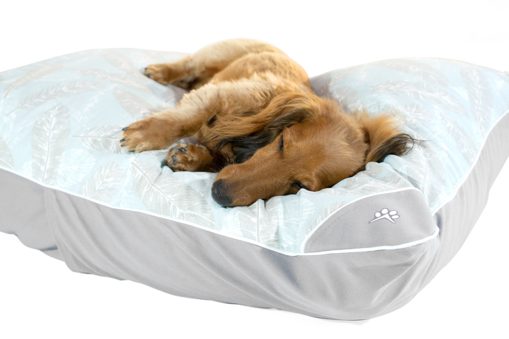 Dog resting on a small dog bed