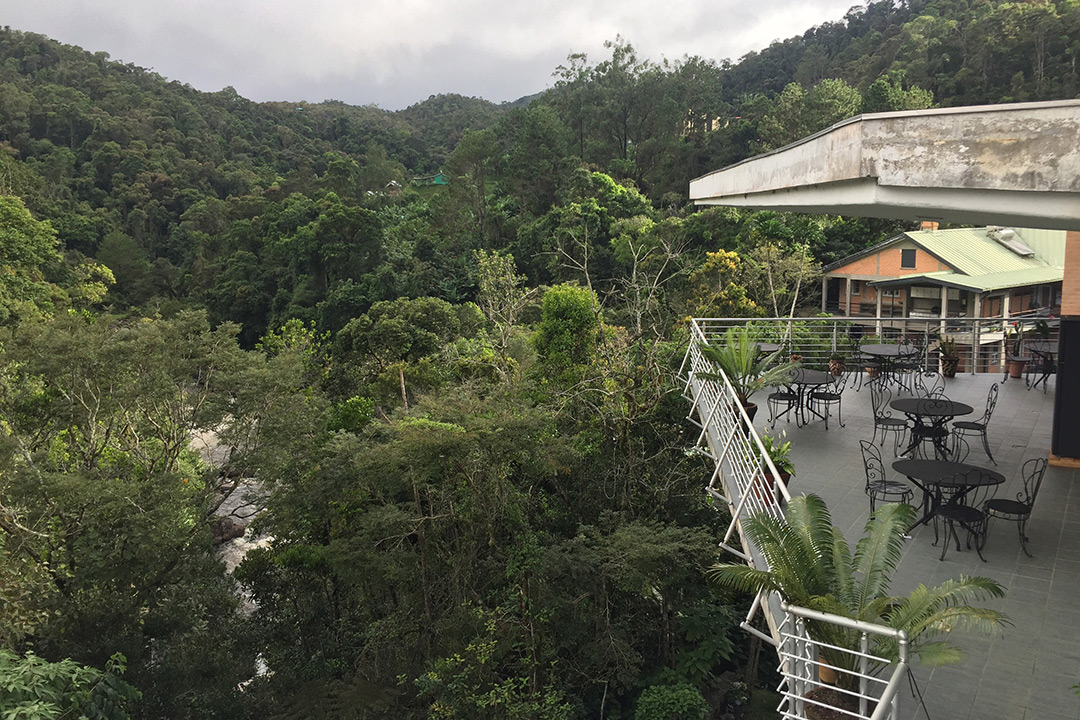 Overhead view of lush green forest and patio with tables and chairs.