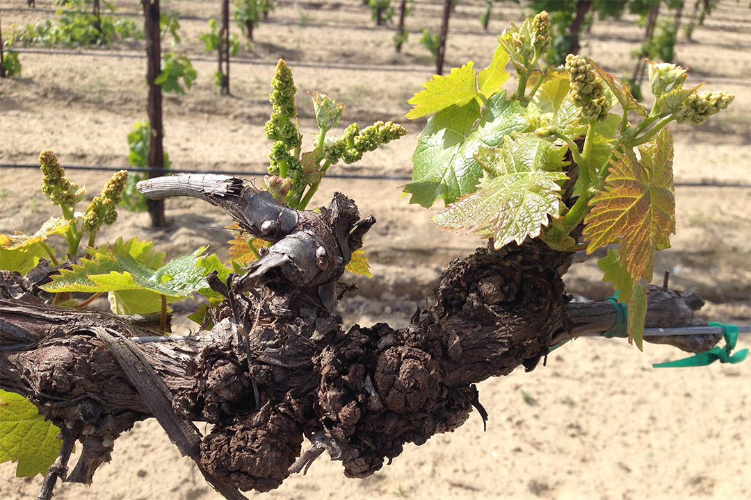 Muscat of Alexandria grape vine with crown gall tumors from the Southern San Joaquin Valley.