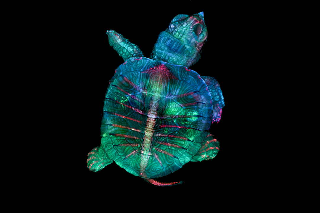 An image of a fluorescent turtle embryo that won first place in the 2019 Nikon Small World photomicrography competition. 