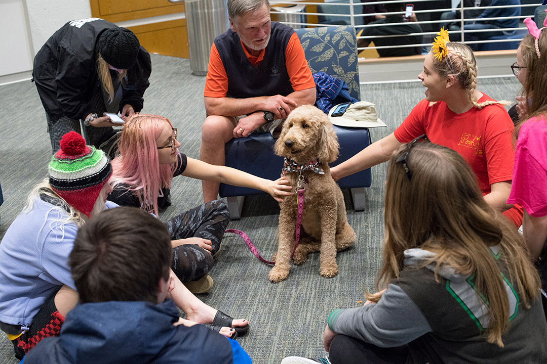 students surround golden-doodle therapy dog.