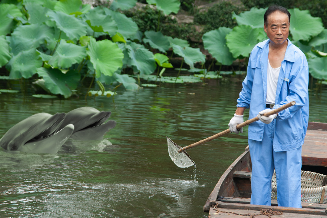 man standing in boat in water with two dolphins also in the water.