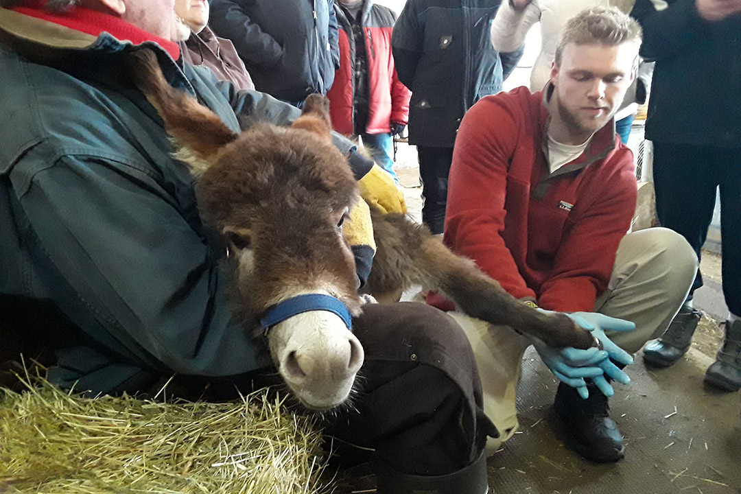 student fitting miniature donkey with 3D-printed horseshoe.