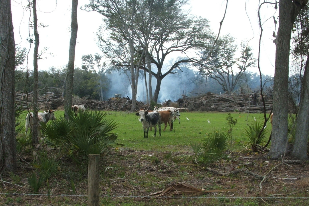 cattle in pasture