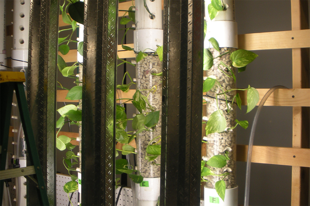 Plants growing in tubes along a wall.