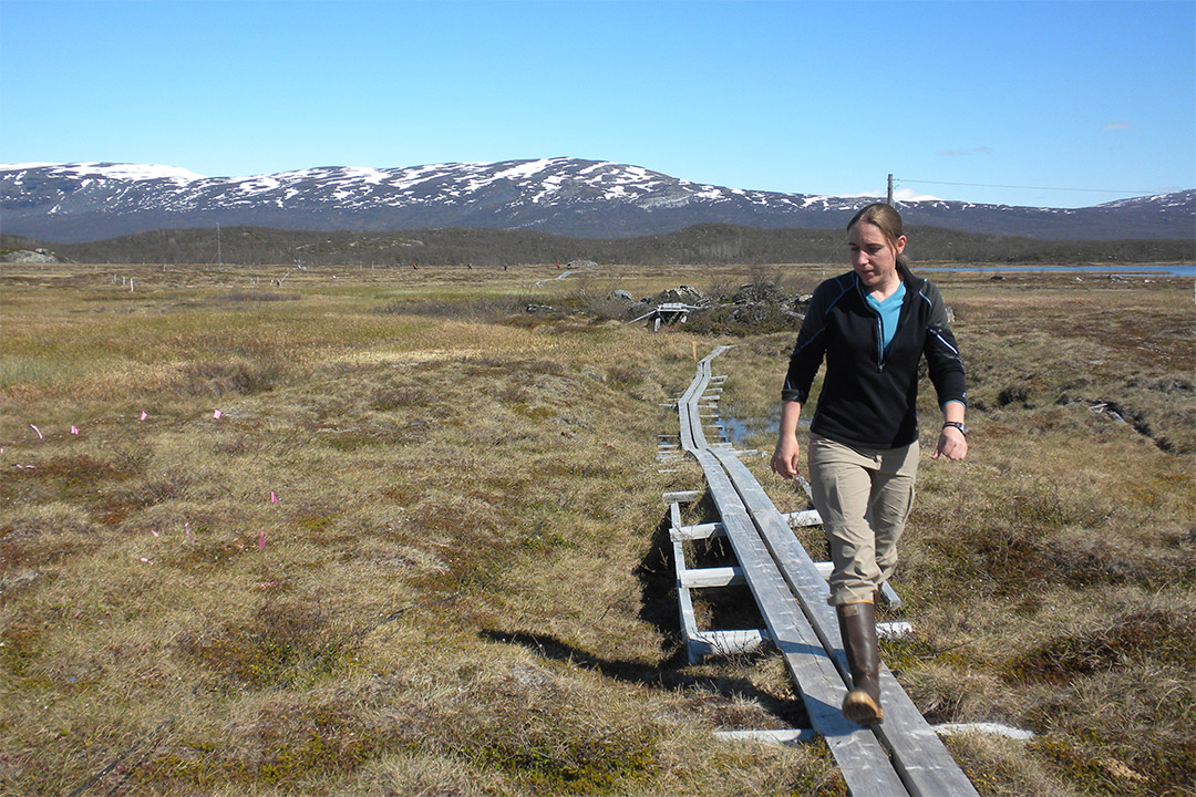 researcher walking through grasslands in Sweden.