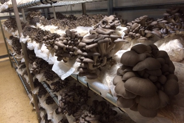 mushrooms growing on a shelf.