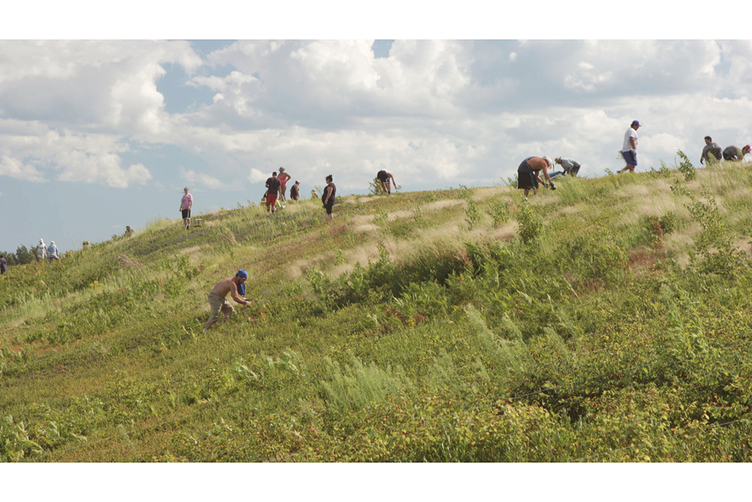 An image of people harvesting wild blueberries in a field.