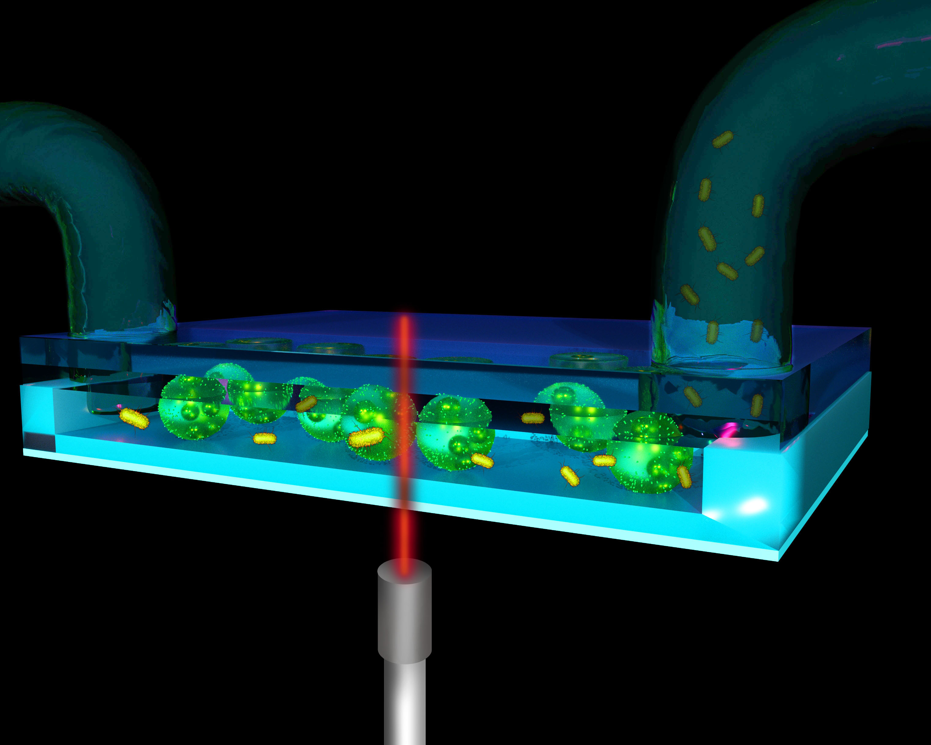 illustration of the inside of a tubing system with bacterial cells and auto‐fluorescence