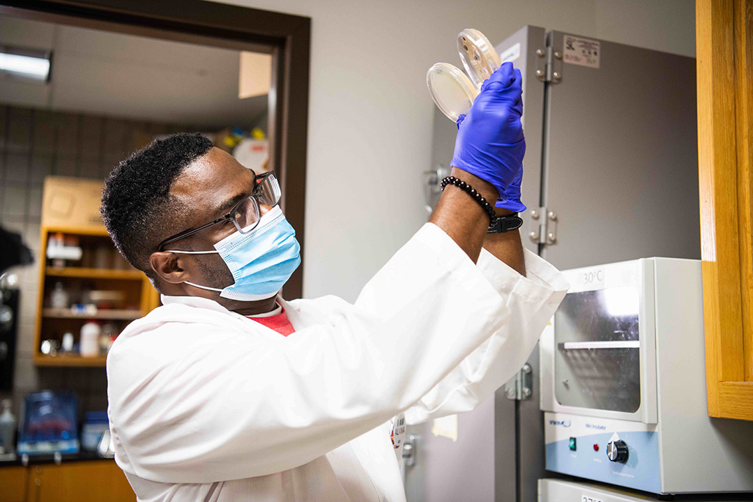 researcher looking at petri dishes.