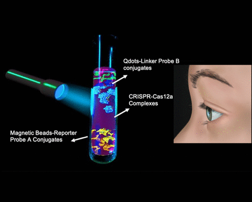 Diagram of magnetic beads inside of a tube 