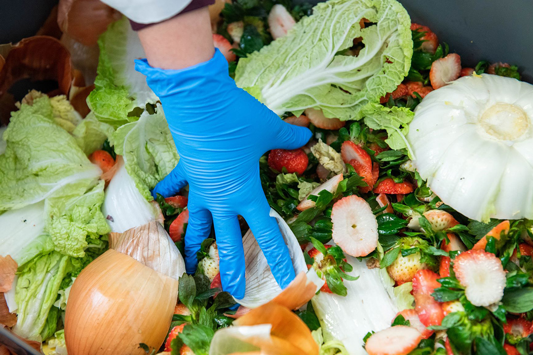 gloved hand touching pile of fruit and vegetable food waste.