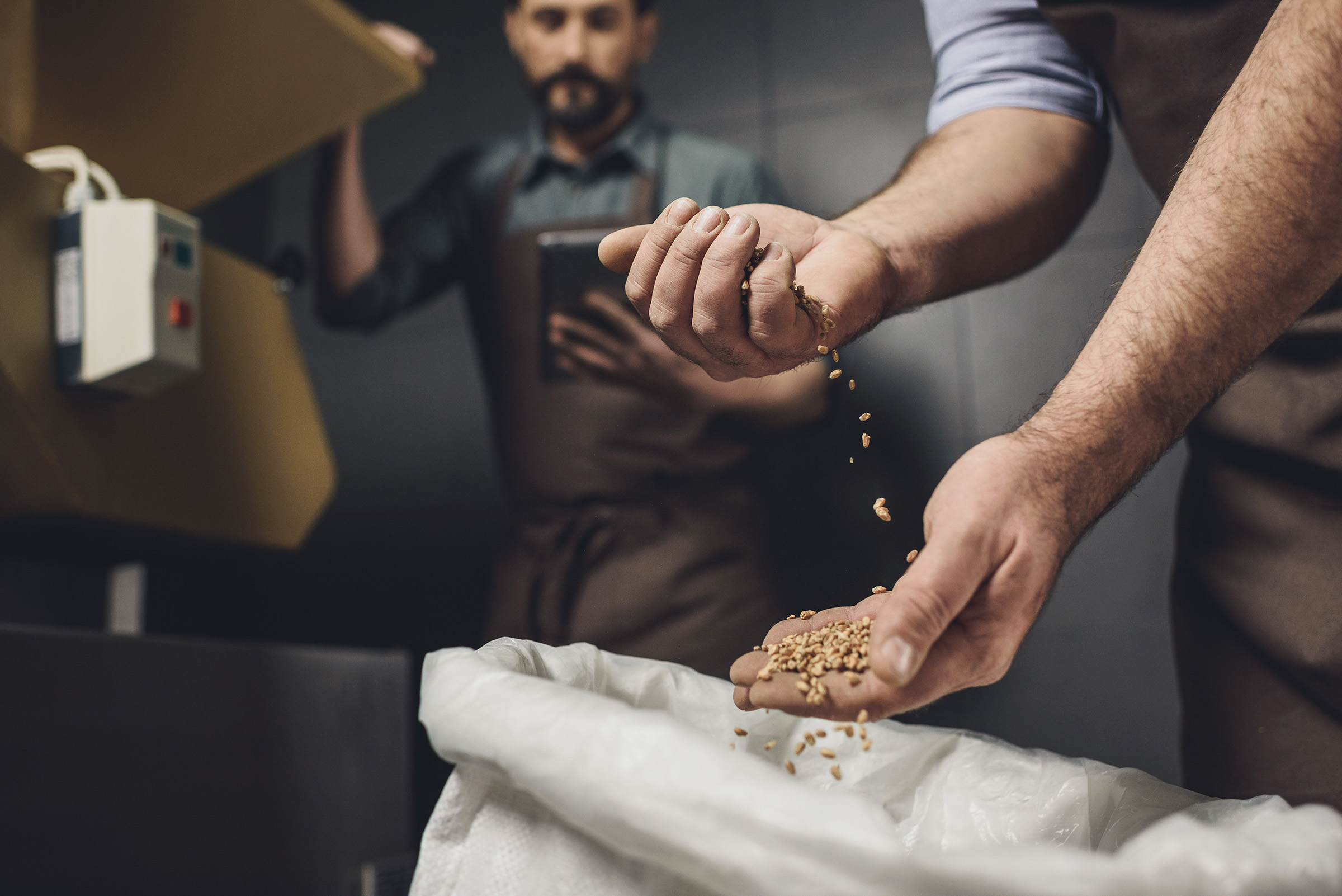 Brewer filtering grains in his hand