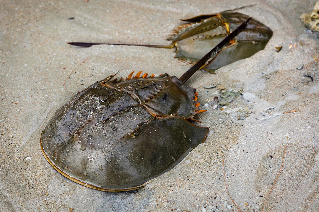 two horseshoe crabs on a beach.