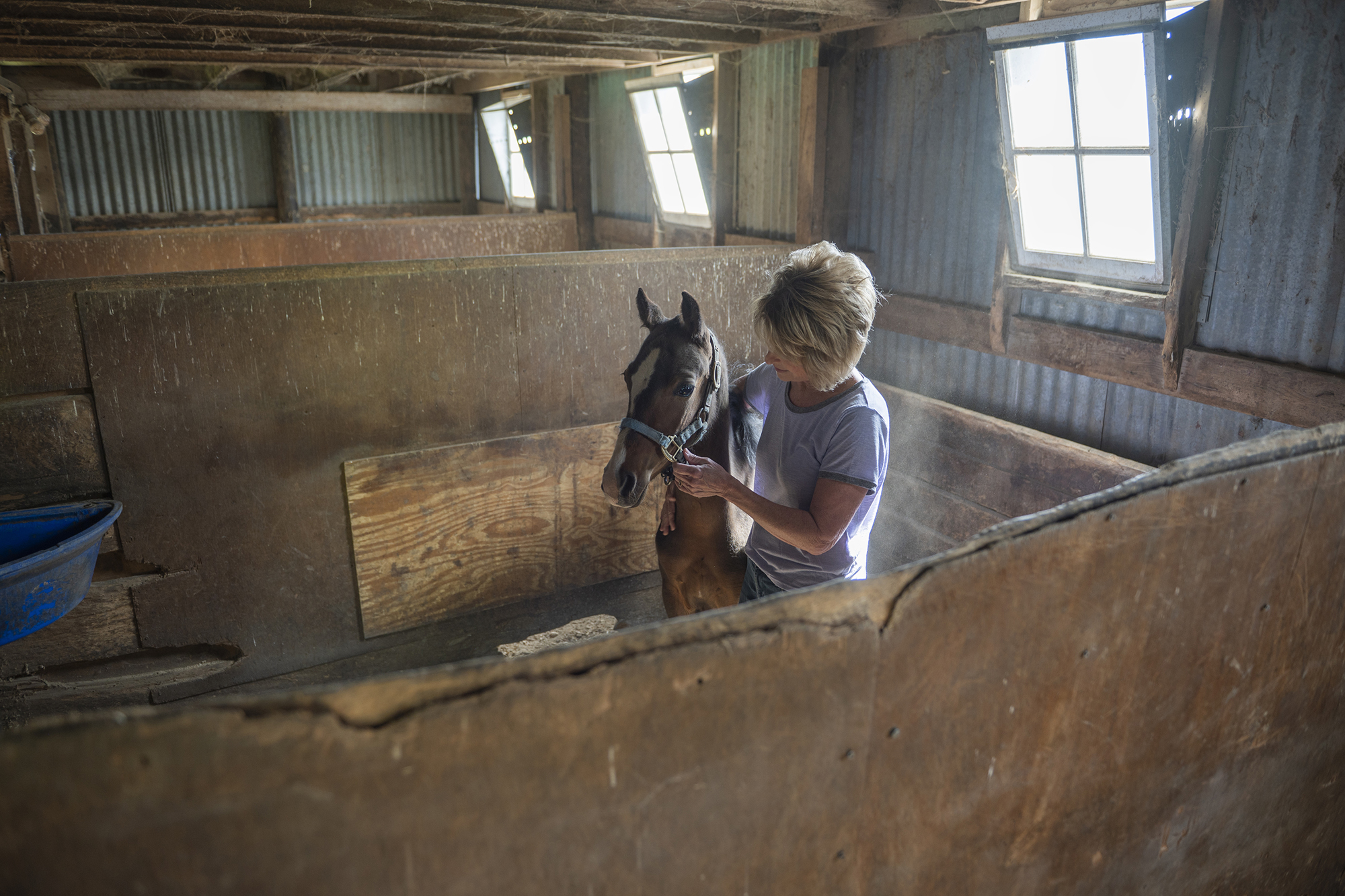 A woman in a stall holds the head of a horse.