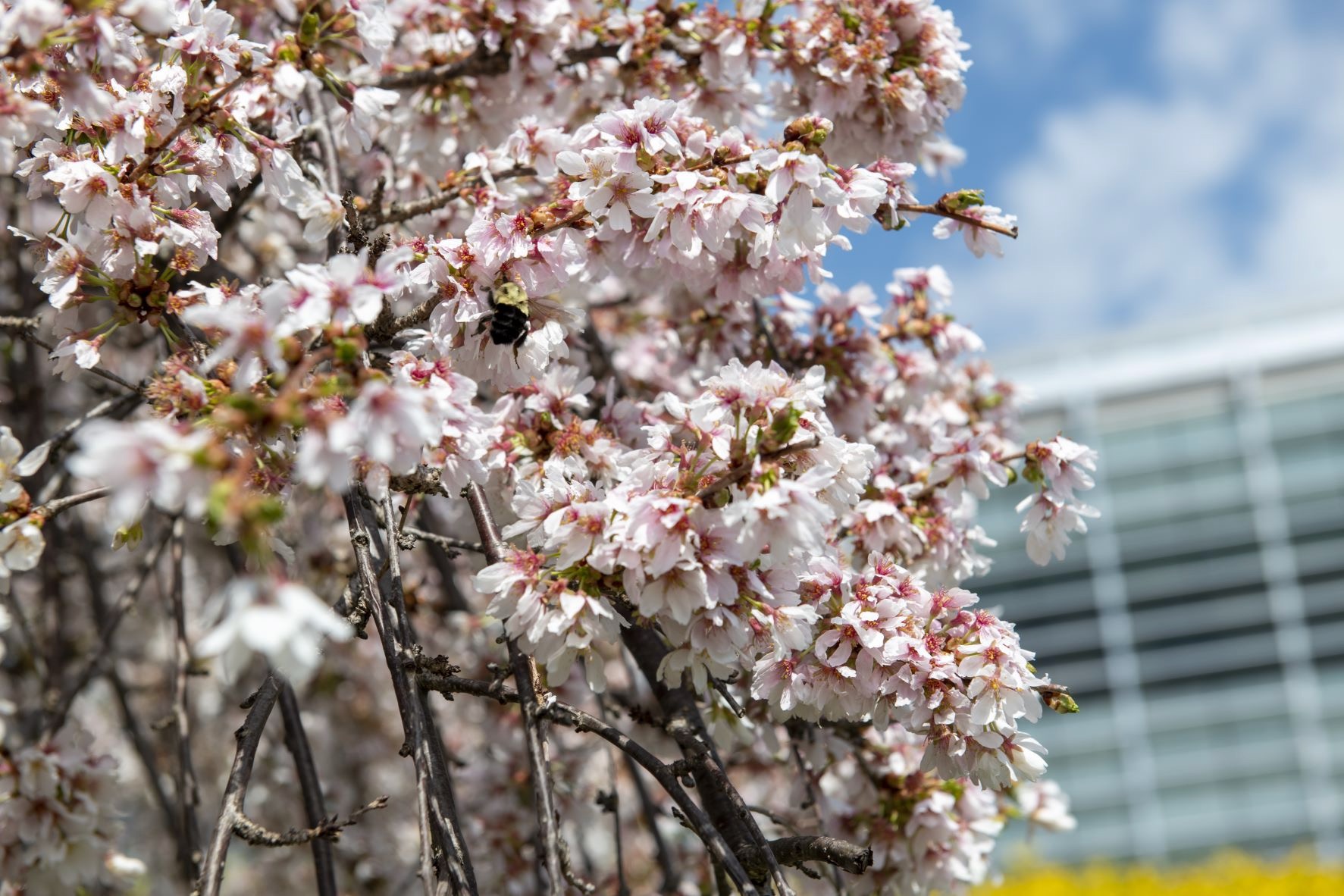 Photo of lilac blooms with bee on branch