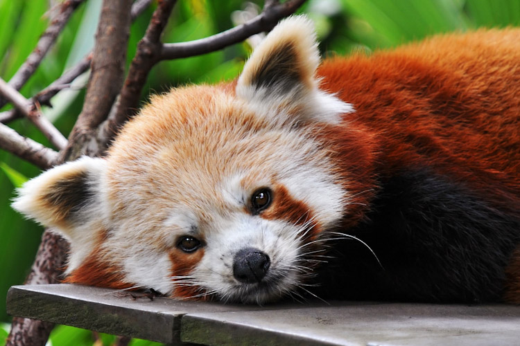 a red panda lying on a platform.