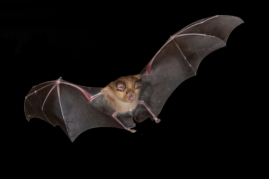 a bat flying.