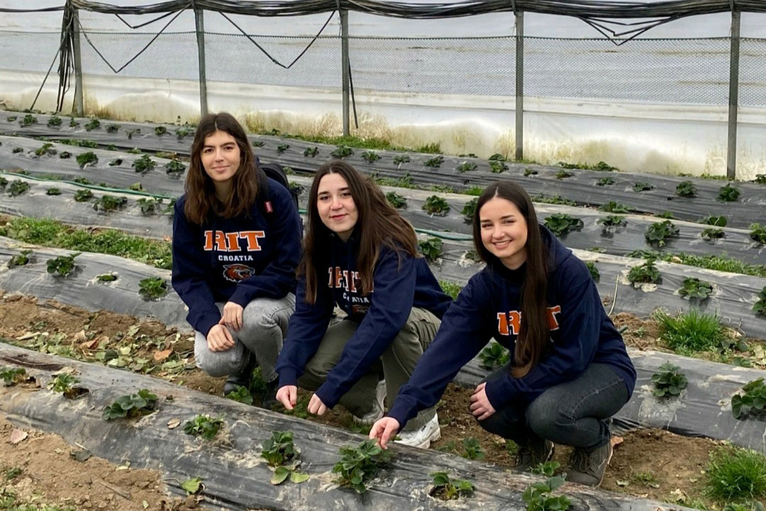 Three people crouching over crops on organic farm.