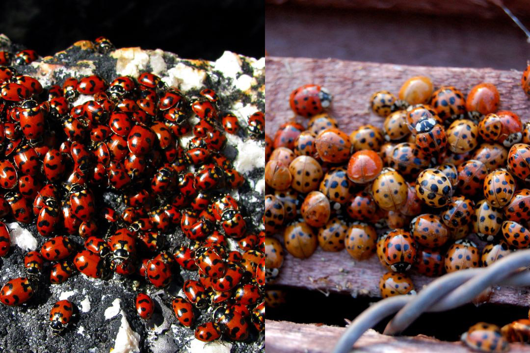 side-by-side photos of two different types of ladybugs.