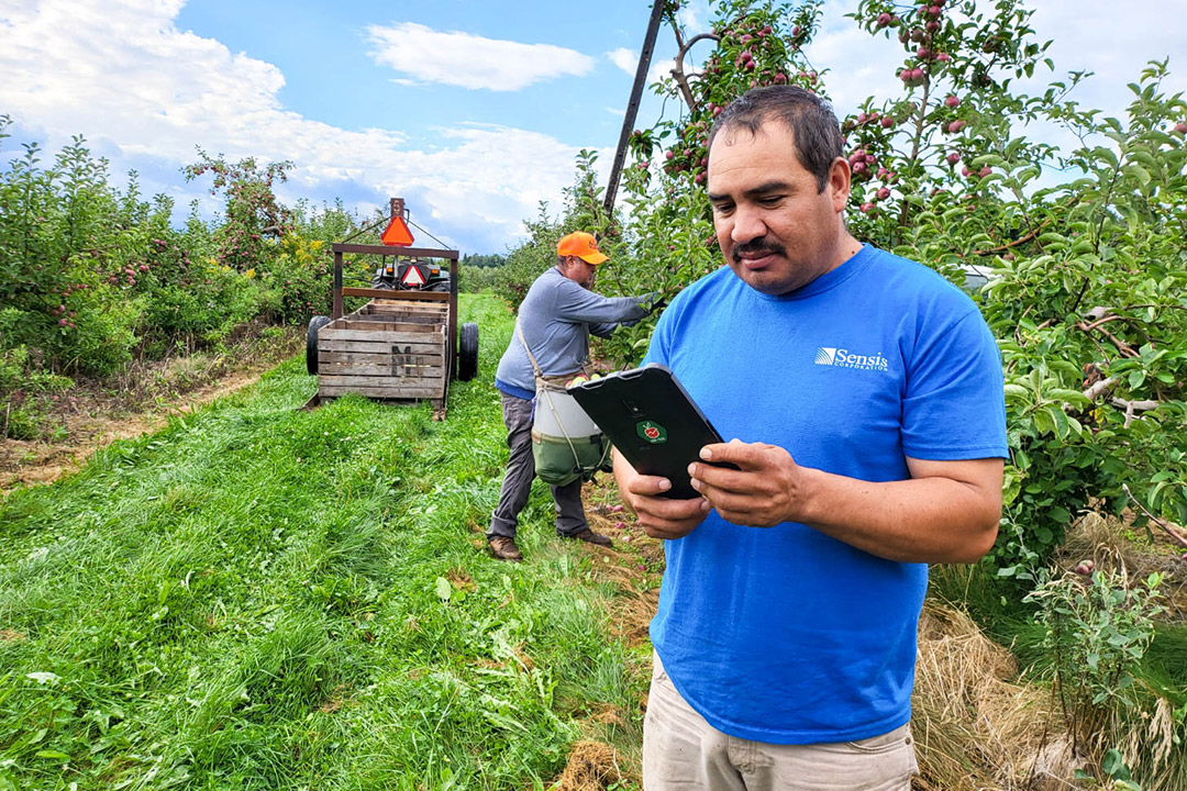 person standing in an apple orchard holding a tablet, while a worker in the background picks apples.