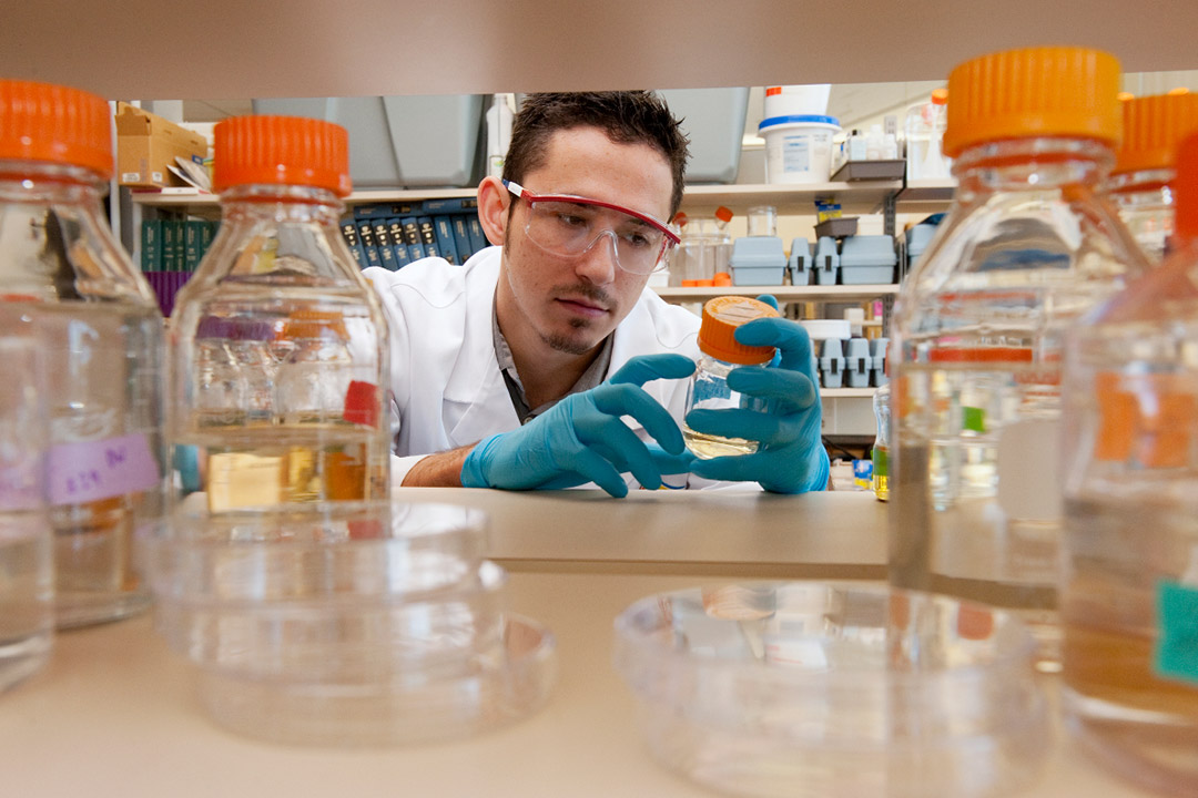 researcher looking at a glass container with a yellow liquid inside.