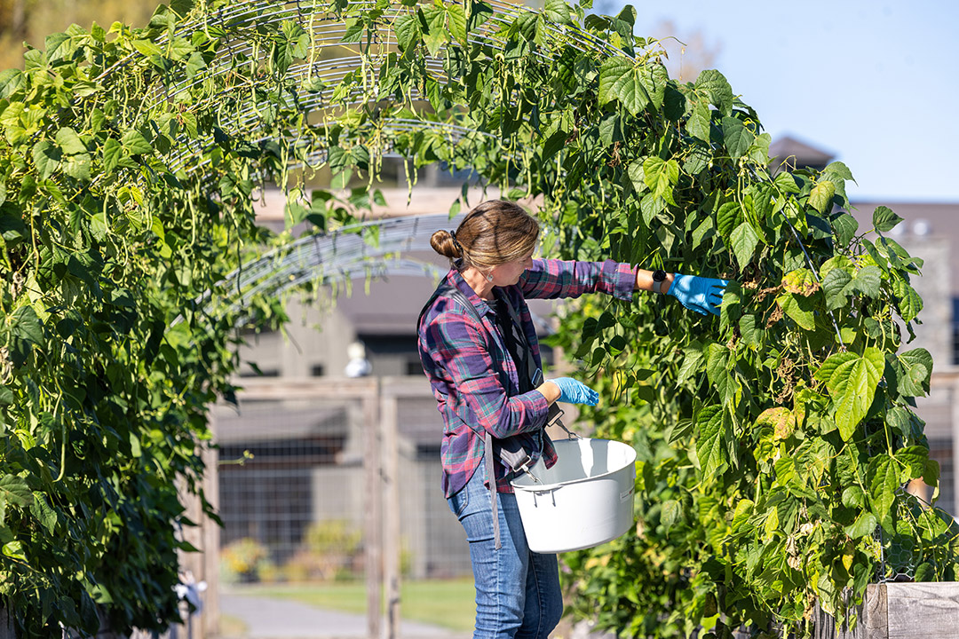 a person picks eans from a vine in a garden