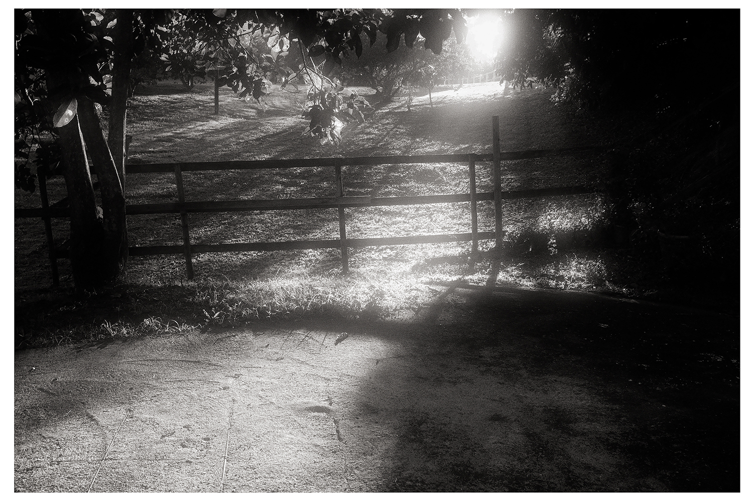 The sun shines through trees.