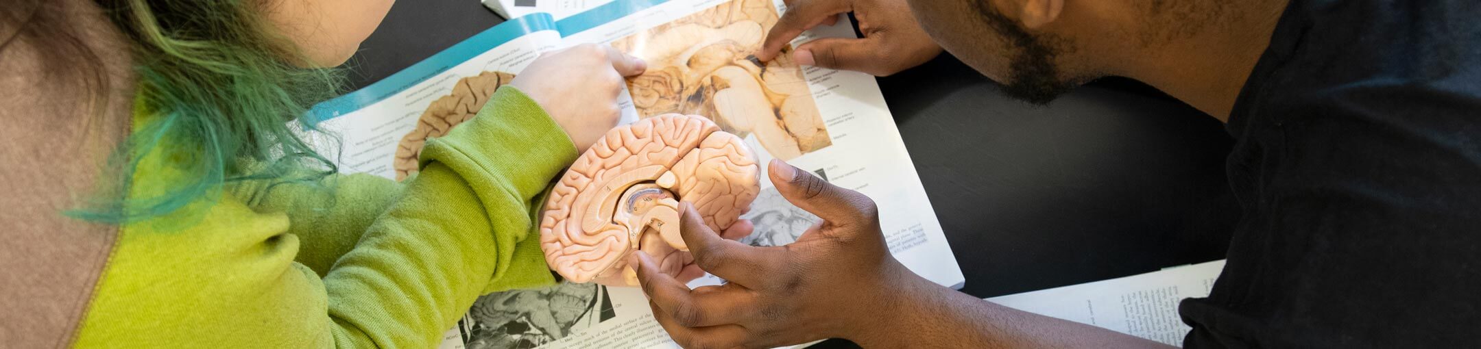 Close up of two students looking at a textbook and holding a model of a brain.