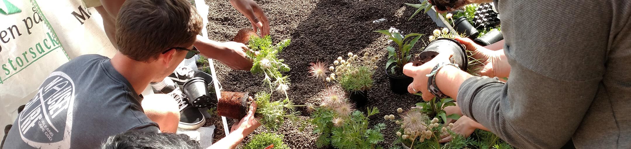 Students planting various plants in a garden.