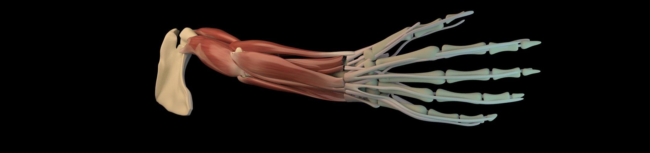 Artist's medical illustration of the bones, muscles, ligaments, and tendons in a human arm.