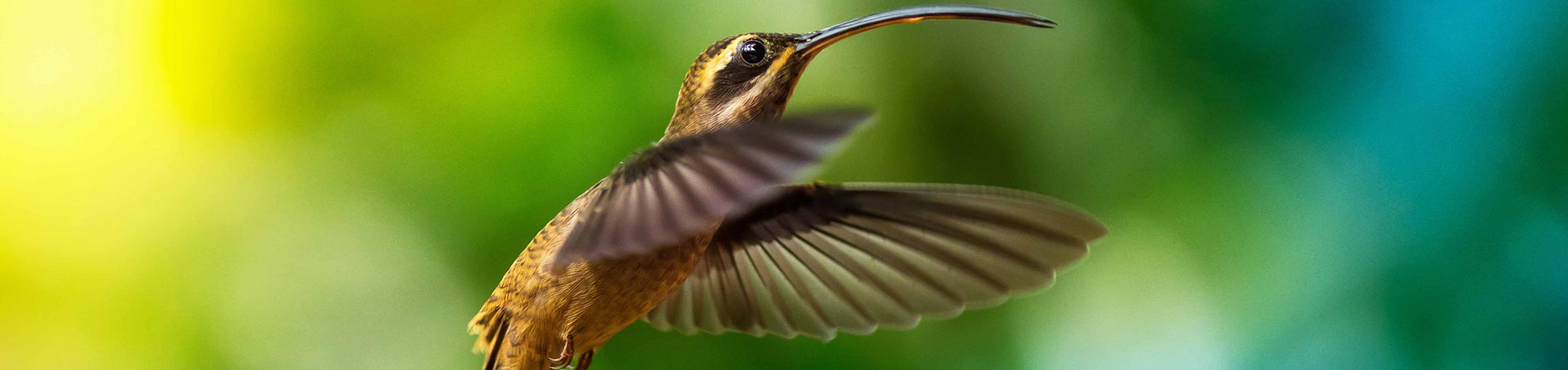 Close-up photo of a hummingbird in flight.