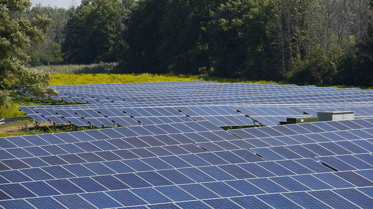 A field of solar panels with trees in the background.