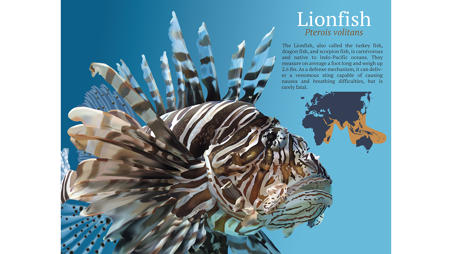 An illustration of a lionfish