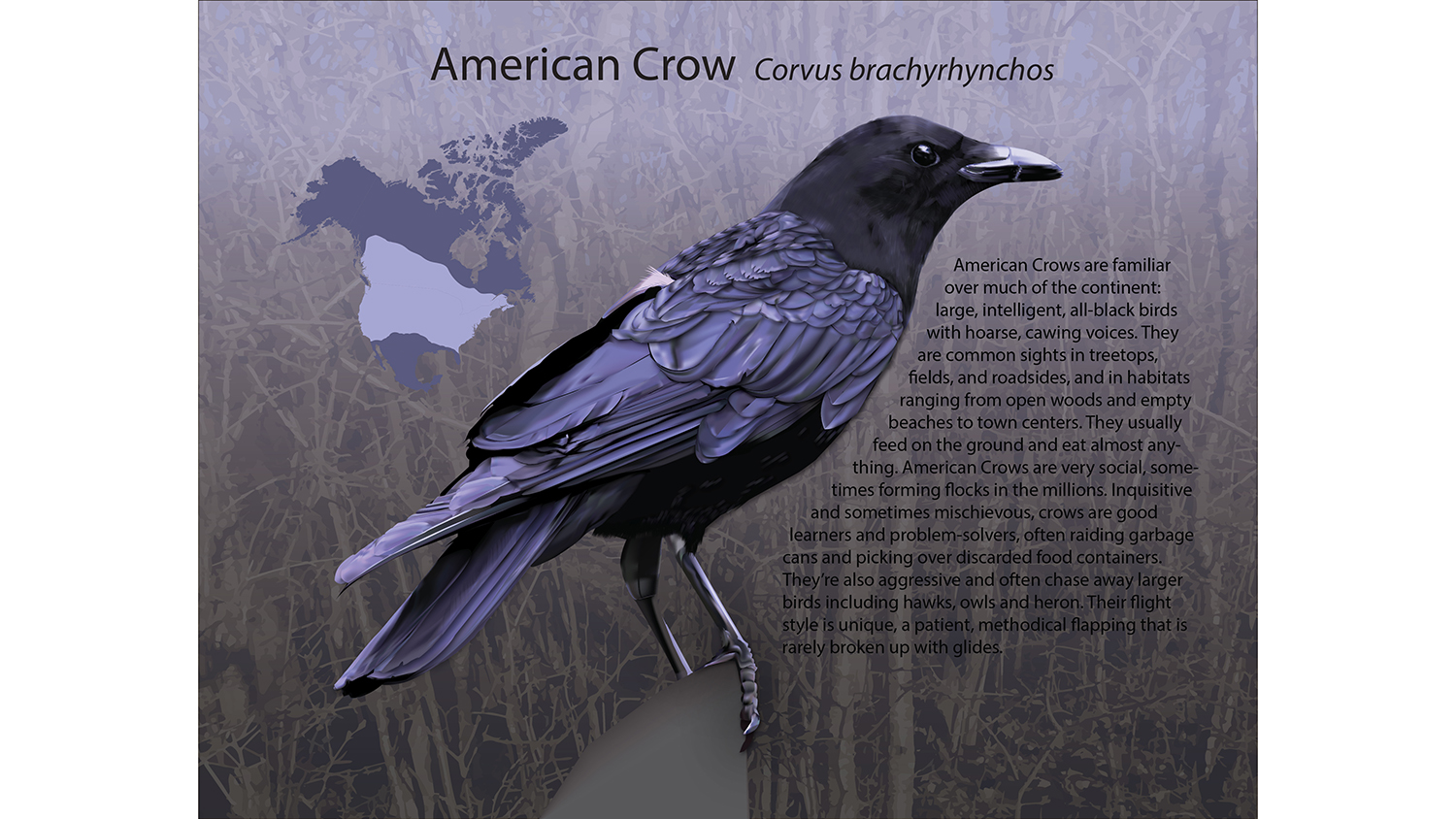 An illustration of an American crow