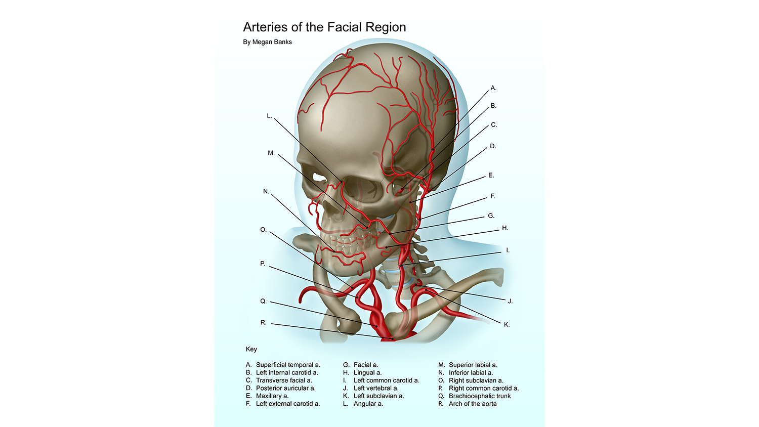 An illustration of arteries in the facial region