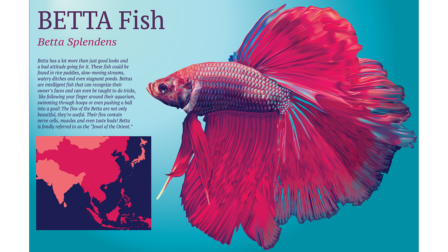 An illustration of a betta fish