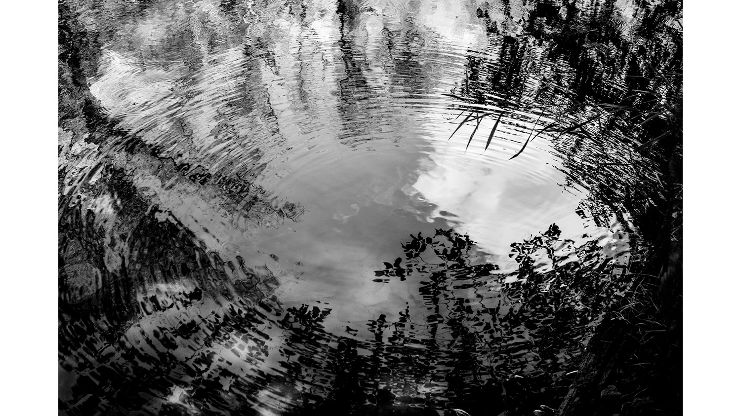 A black and white photo of trees reflecting in water