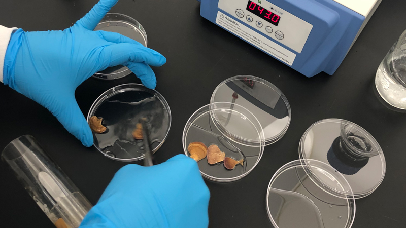 mushrooms in petri dish in lab