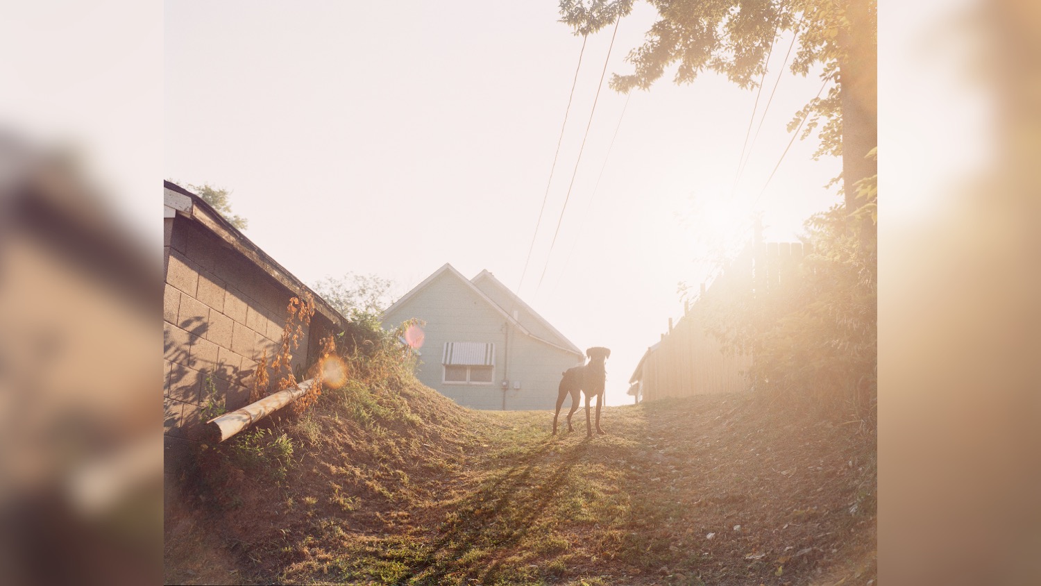 A dog stands on a hill with the sun shining bright.