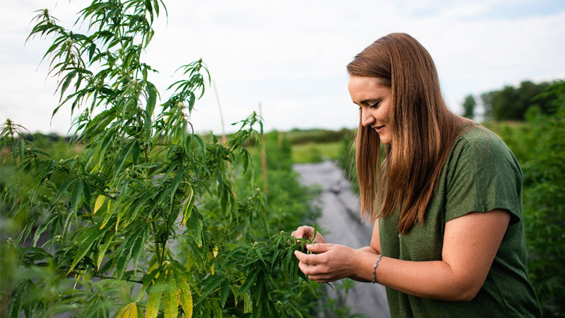 Ali Cali at Cornell AgriTech studying a hemp plant