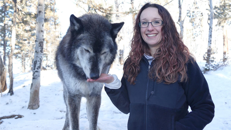 Joy Snyder feeding a wolf at the Colorado Wolf and Wildlife Center