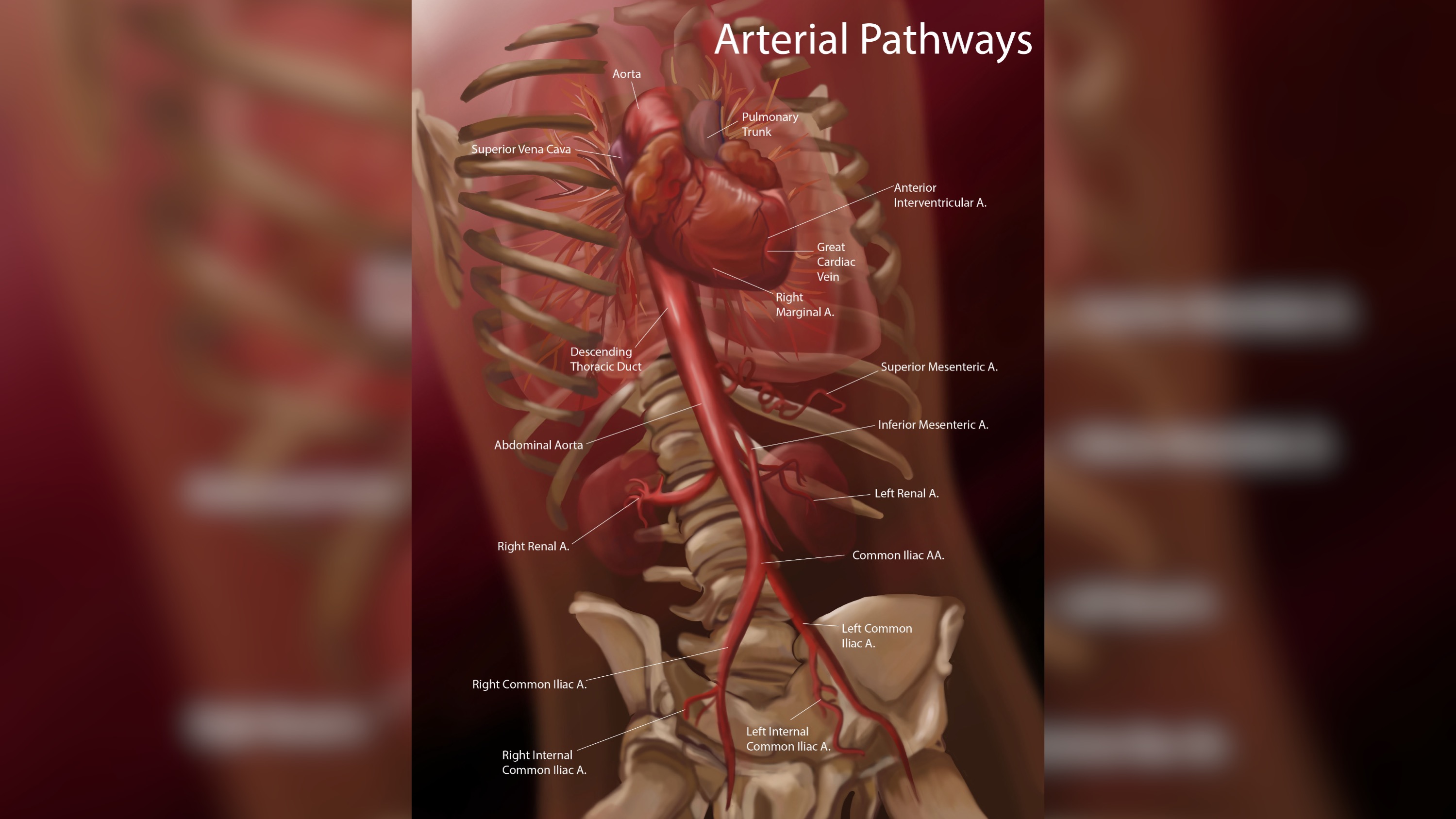An illustration educating about arterial pathways.