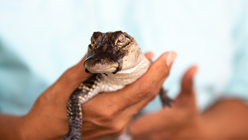hands holding a small alligator