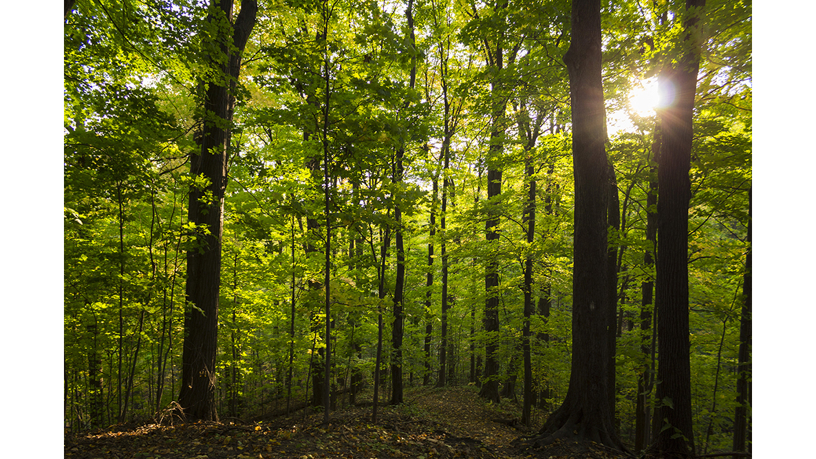 A photo of trees in the woods.