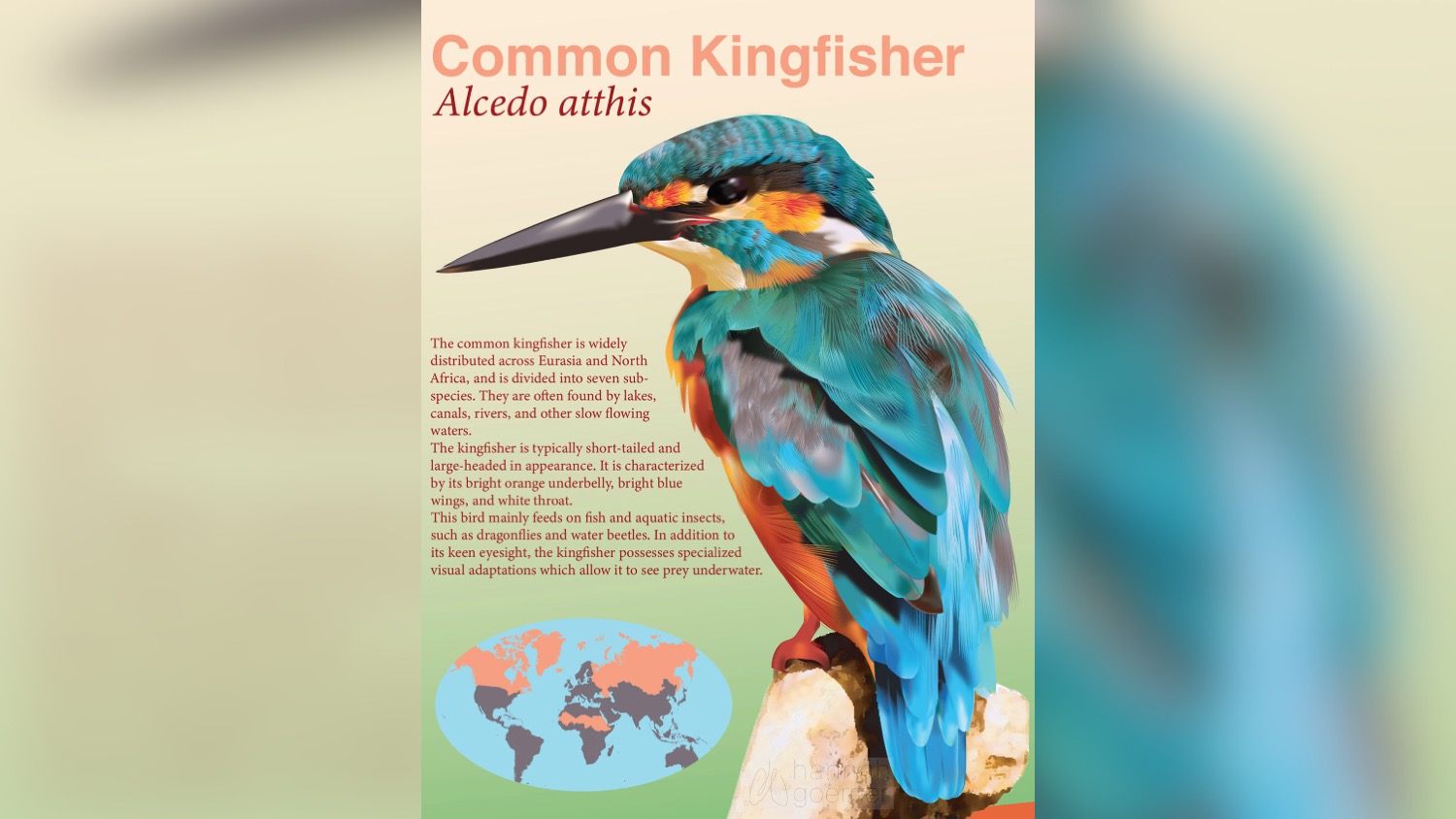 An illustration of a common kingfisher bird.