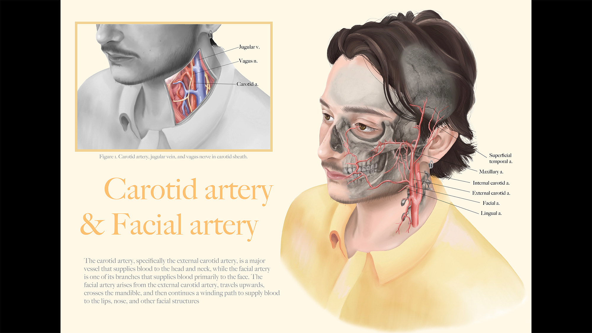 An illustration outlining the function of several human ateries.